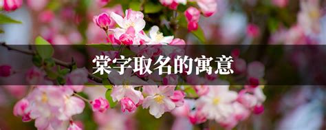 棠名字意思|棠字取名的含义是什么